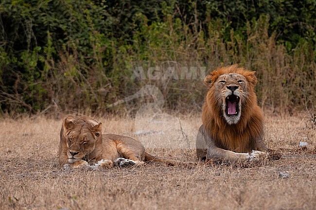A lion and lioness, Panthera leo, resting together. Chobe National Park, Kasane, Botswana. stock-image by Agami/Sergio Pitamitz,