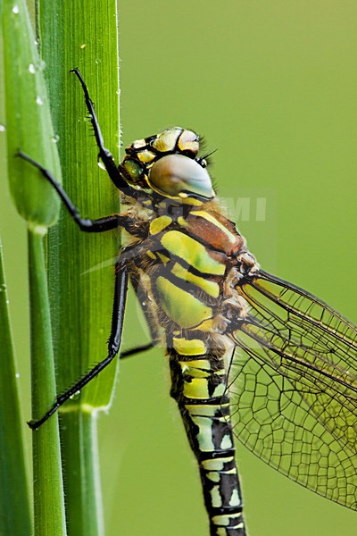 Glassnijder, Hairy Dragonfly stock-image by Agami/Theo Douma,
