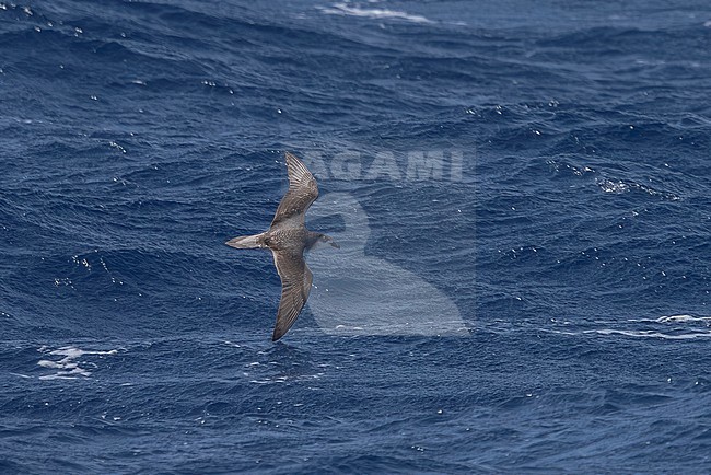 Fea's Petrel (Pterodroma feae) aka Cape Verde Petrel flying off Sao Vicente/Santa Antao channel, Cape Verde. stock-image by Agami/Vincent Legrand,