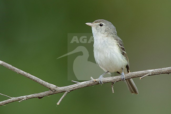 Adult Least Bell's Vireo (Vireo bellii pusillus) perched on branch in  Los Angeles Co., California, United States in spring stock-image by Agami/Brian E Small,