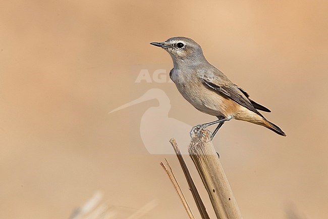 Red-tailed Wheatear (Oenanthe Oenanthe chrysopygia), Standing on a piece of wood, Qurayyat, Muscat Governorate, Oman stock-image by Agami/Saverio Gatto,