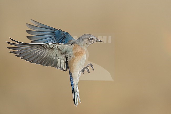 Adult female
Santa Barbara Co., CA
November 2022 stock-image by Agami/Brian E Small,