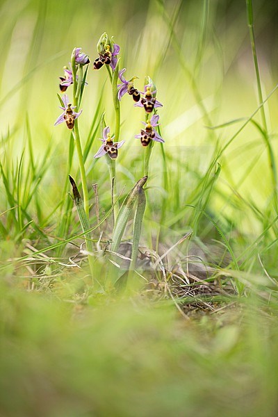 Woodcock Bee orchid, Ophrys scolopax stock-image by Agami/Wil Leurs,