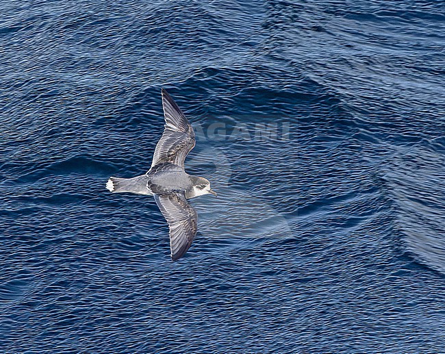 Blue petrel (Halobaena caerulea) at sea between Argentina and South Georgia. stock-image by Agami/Pete Morris,