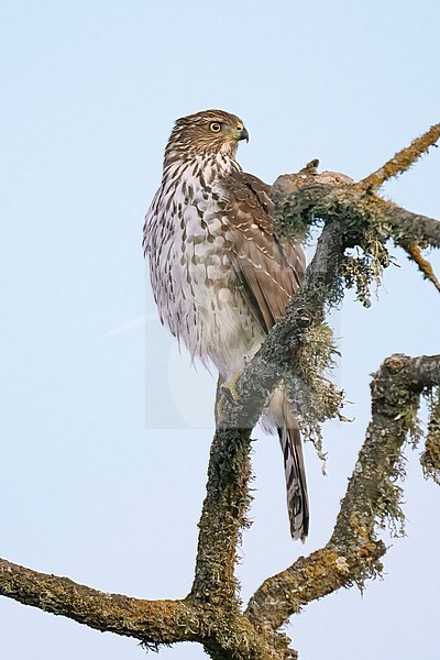 Juvenile
Santa Barbara Co., CA
November 2022 stock-image by Agami/Brian E Small,