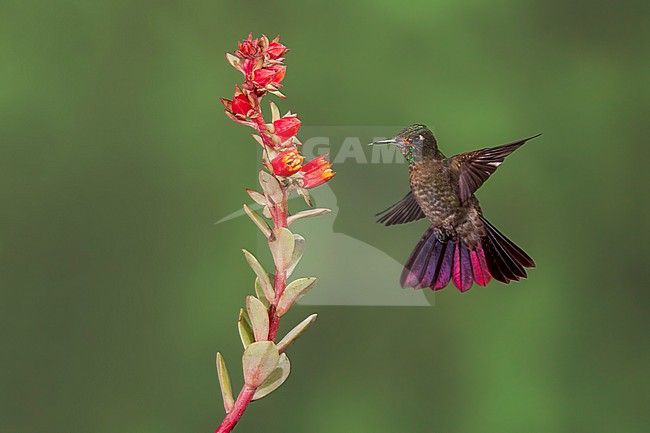 Tyrian Metaltail (Metallura tyrianthina) feeding on a flower in Ecuador stock-image by Agami/Dubi Shapiro,