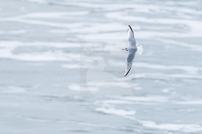  stock-image by Agami/Menno van Duijn,