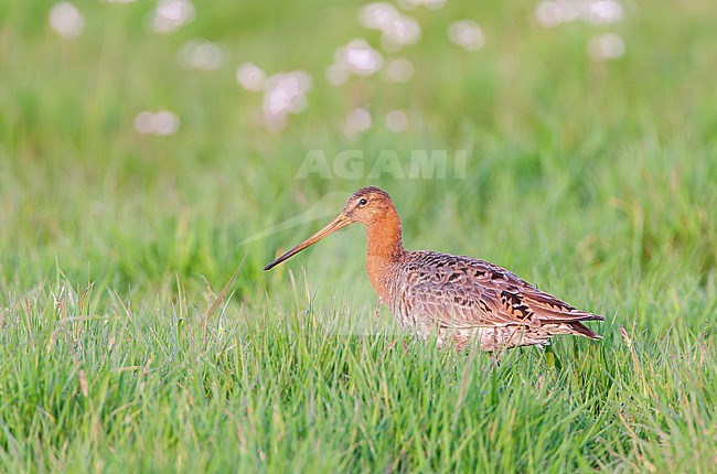 Adult Black-tailed Godwit (Limosa limosa) in the Netherlands. Walking in a green sping meadow. stock-image by Agami/Marc Guyt,