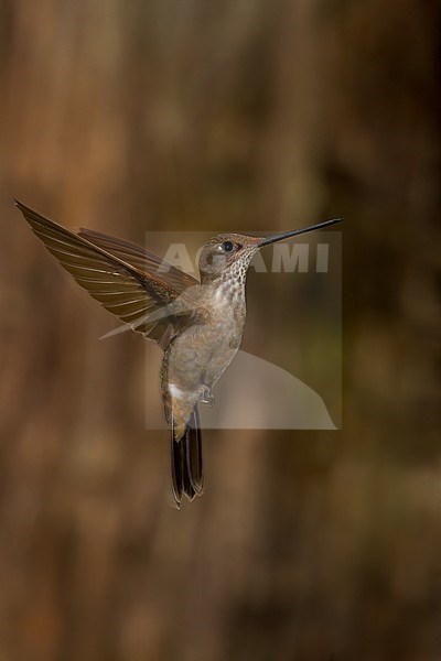 Birds of Peru, a Bronzy Inca stock-image by Agami/Dubi Shapiro,