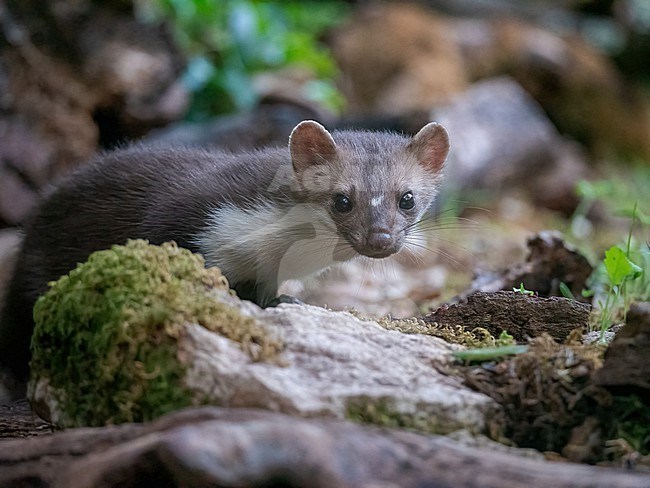 Beech Marten, Martes foina by daylight. Juvenile looking into the camera. stock-image by Agami/Hans Germeraad,