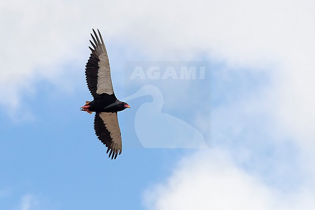 Bateleur (Terathopius ecaudatus), adult male in flight seen from below, Mpumalanga, South Africa stock-image by Agami/Saverio Gatto,