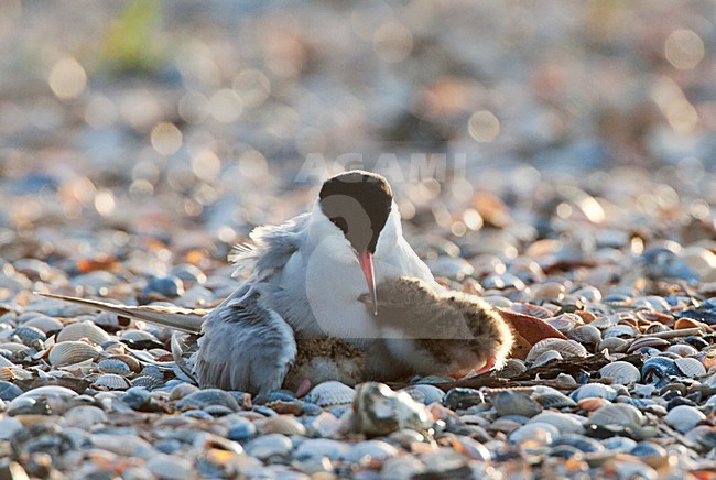 Visdief volwassen op zijn nest; Common Tern adult on its nest stock-image by Agami/Marc Guyt,