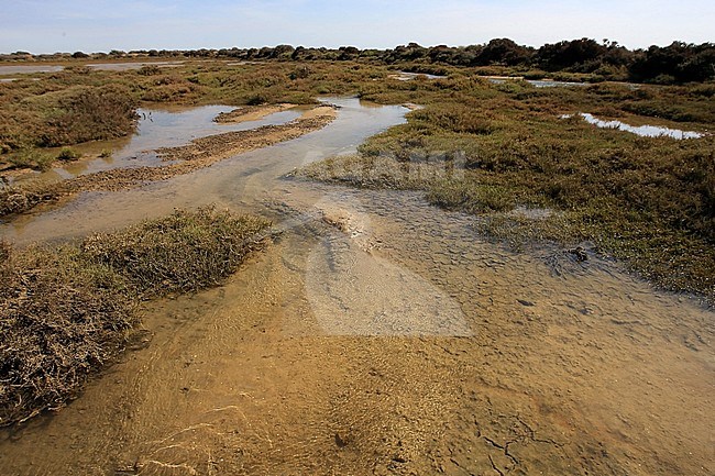 A coastal, tidal lagoon in the Ria Formosa during low tide stock-image by Agami/Jacques van der Neut,