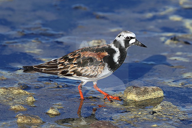 Adult Ruddy Turnstone, Arenaria interpres, at Hyeres - France. In full summer plumage. stock-image by Agami/Aurélien Audevard,