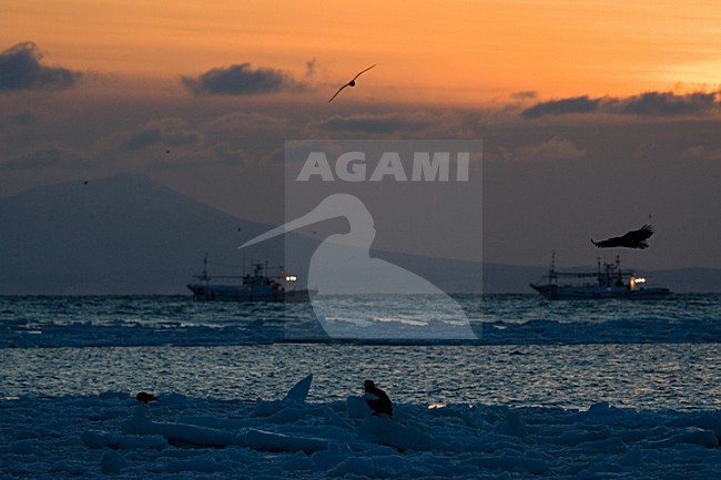 Pck-ice for the coast of Hokkaido Japan; Pakijs voor de kust van Hokkaido Japan stock-image by Agami/Marc Guyt,