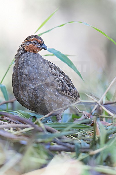 Singing Quail (Dactylortyx thoracicus) on the ground in El Salvador stock-image by Agami/Dubi Shapiro,