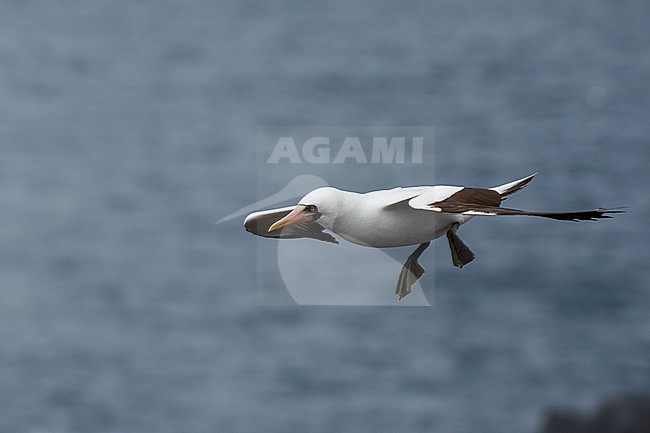 A Nazca booby, Sula dactylatra granti, known also as masked booby, in flight. Espanola Island, Galapagos, Ecuador stock-image by Agami/Sergio Pitamitz,