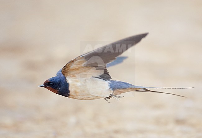 Boerenzwaluw in de vlucht; Barn Swallow in flight stock-image by Agami/Markus Varesvuo,