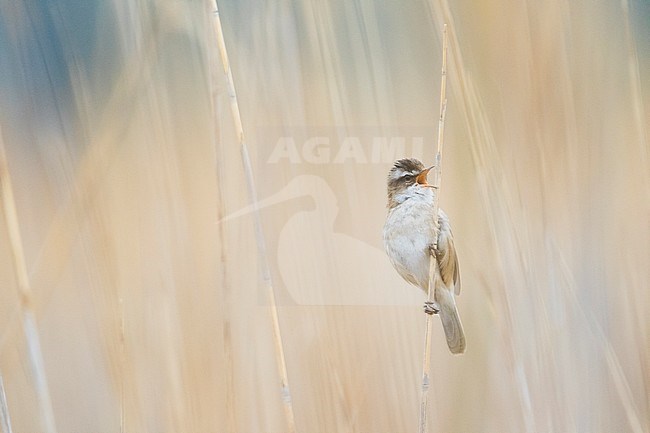 Moustached Warbler (Acrocephalus melanopogon) France, adult singing in reed stock-image by Agami/Ralph Martin,