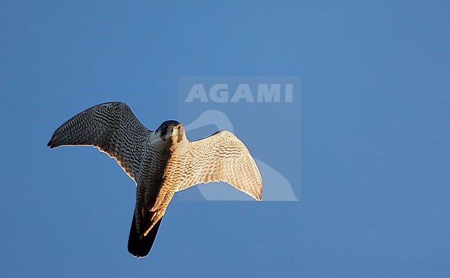 Adult Peregrine Falcon (Falco peregrine) in flight during summer at Vaala in Finland. stock-image by Agami/Markus Varesvuo,