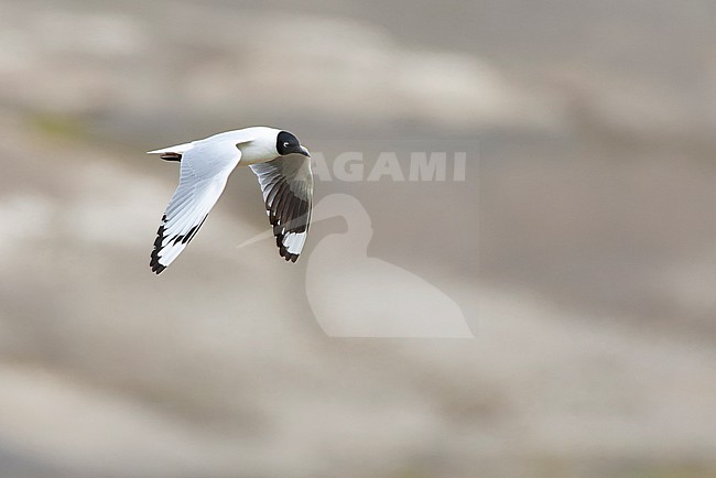 Adult Andean gull (Chroicocephalus serranus) in breeding plumage. Flying in Antisana Ecological reserve in the high mountains of Ecuador. stock-image by Agami/Marc Guyt,