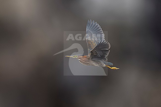 First winter Green Heron (Butorides virescens) sitting int the Doctor's House shore, Corvo, Azores, Portugal. stock-image by Agami/Vincent Legrand,