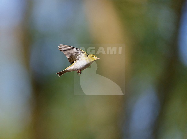 Adult male Wood Warbler (Phylloscopus sibilatrix) singing and displaying in flight in a deciduous forest in spring stock-image by Agami/Ran Schols,
