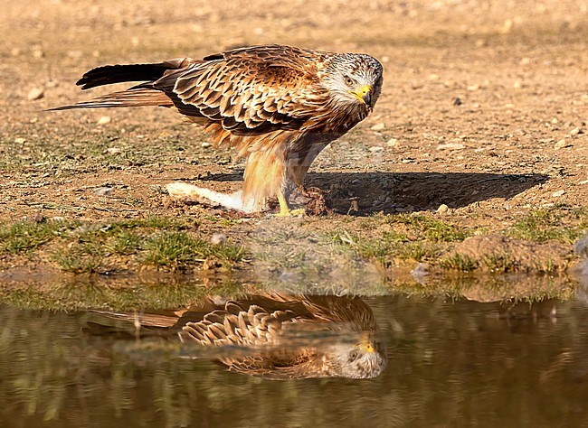 Red Kite (Milvus milvus) perched on a prey stock-image by Agami/Roy de Haas,