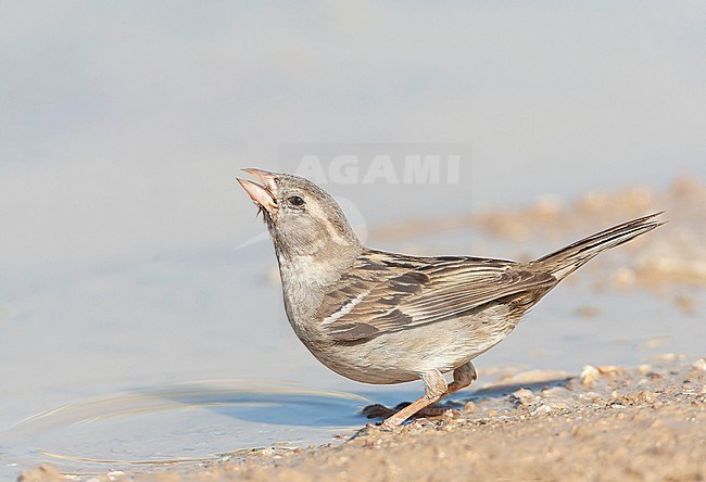 House Sparrow (Passer domesticus biblicus) during spring on Lesvos, Greece. stock-image by Agami/Marc Guyt,