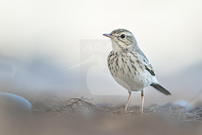 Berthelots Pipit - Kanarenpieper - Anthus berthelotii, Spain (La Gomera), adult stock-image by Agami/Ralph Martin,