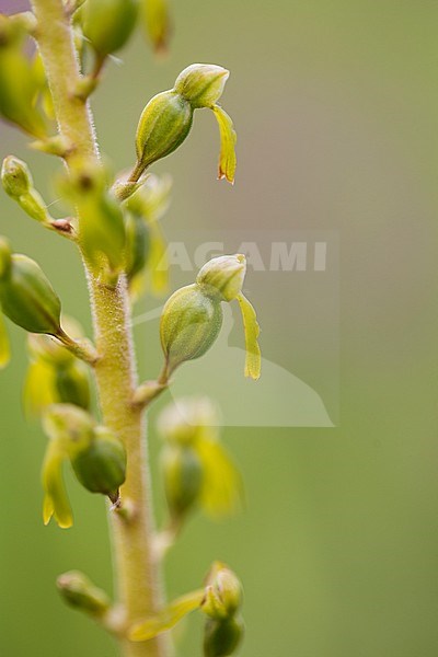 Common Twayblade flower stock-image by Agami/Wil Leurs,
