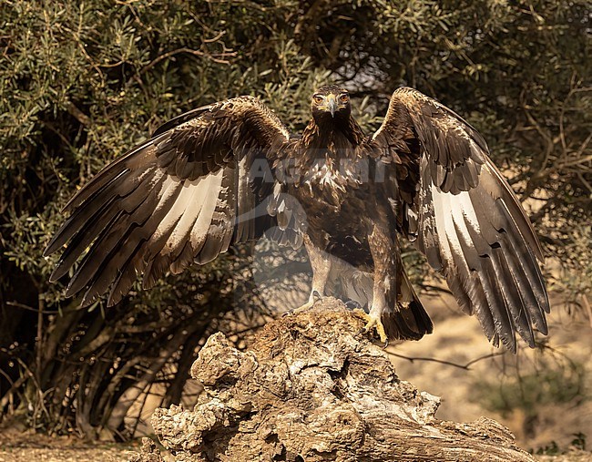 First winter Golden Eagle (Aquila chrysaetos) perched on a rock with wings out stock-image by Agami/Roy de Haas,