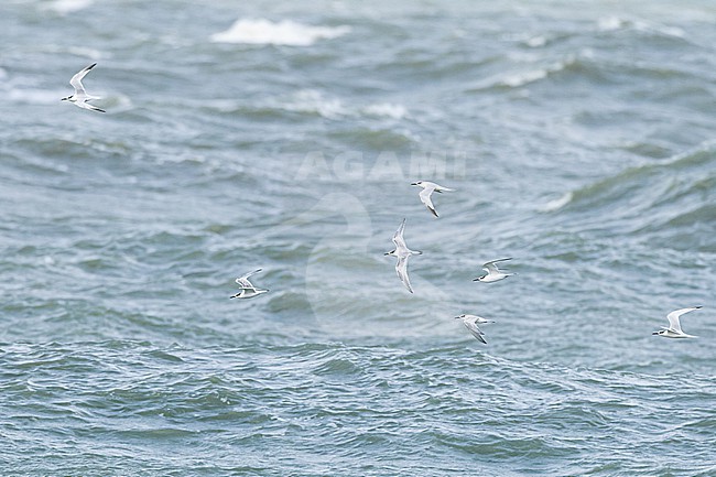  stock-image by Agami/Menno van Duijn,