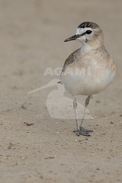 Mountain Plover (Charadrius montanus) in North-America. stock-image by Agami/Dubi Shapiro,