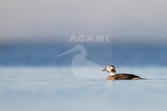 Long-tailed Duck, IJseend, Clangula hyemalis, Austria, adult female, winter stock-image by Agami/Ralph Martin,