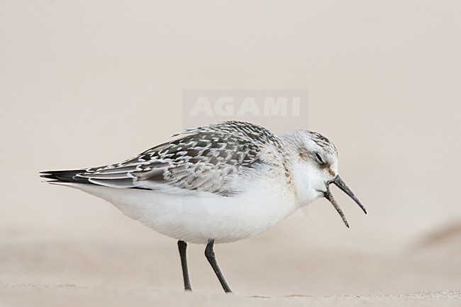 Drieteenstrandloper met braakbal (serie van 3 foto's), Sanderling with pellet (serie of three images) stock-image by Agami/Menno van Duijn,
