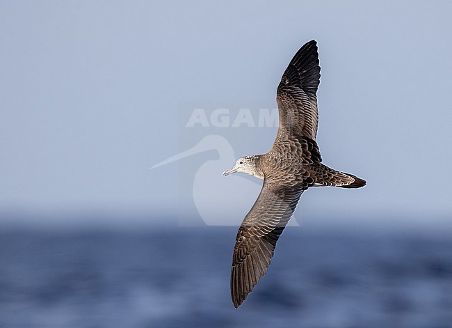 Streaked Shearwater (Calonectris leucomelas) off Ogasawara, Tokyo, Japan. stock-image by Agami/Yann Muzika,