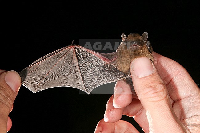 Vleugel van de Gewone Dwergvleermuis, Wing of Common Pipistrelle stock-image by Agami/Theo Douma,