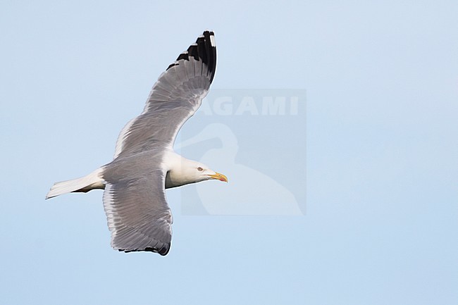 Yellow-legged Gull - MIttelmeermöwe - Larus michahellis ssp. michahellis, France, adult stock-image by Agami/Ralph Martin,