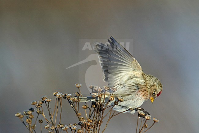 Grote Barmsijs in de sneeuw; Mealy Redpoll in snow stock-image by Agami/Markus Varesvuo,