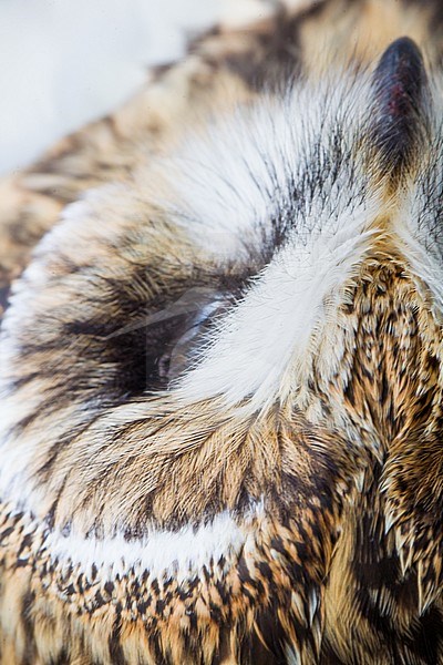 Short-eared Owl, Asio flameous roadkill dead lying on the road hit by a car. Portrait of bird details of the head with focus on face seen from above. stock-image by Agami/Menno van Duijn,