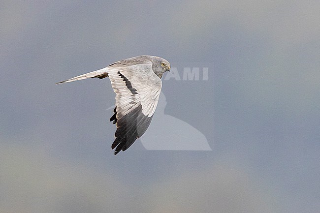 Montagu's Harrier (Circus pygargus), side view of an adult male in flight showing upperparts, Campania, Italy stock-image by Agami/Saverio Gatto,