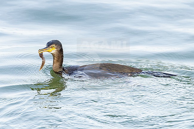  stock-image by Agami/Menno van Duijn,