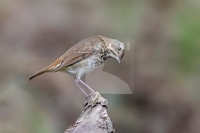 First-winter Hermit Thrush (Catharus guttatus) sitting in Fojo South, Corvo, Azores, Portugal. stock-image by Agami/Vincent Legrand,