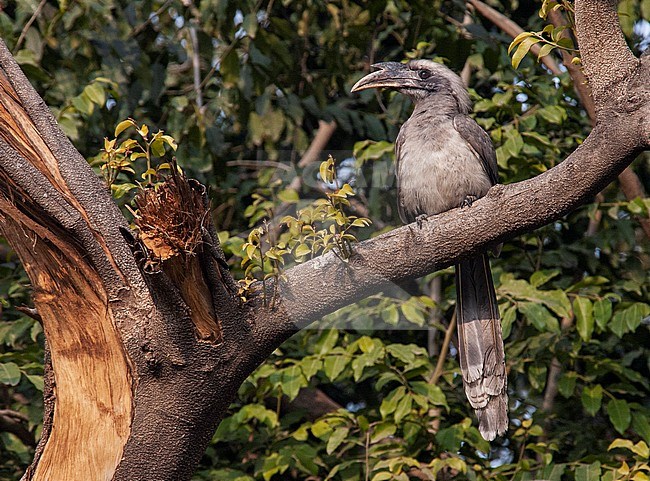 Indian Grey Hornbill (Ocyceros birostris) perched in a tree. Seen on the front. stock-image by Agami/Marc Guyt,