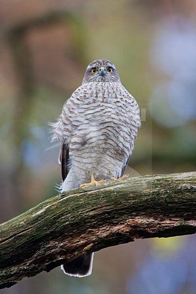Vrouwtje Sperwer zittend op tak, Eurasian Sparrowhawk female perched on a branch stock-image by Agami/Menno van Duijn,