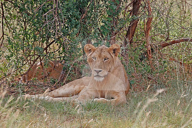 Lion (Panthera Leo), perched in Tanzania stock-image by Agami/Pete Morris,