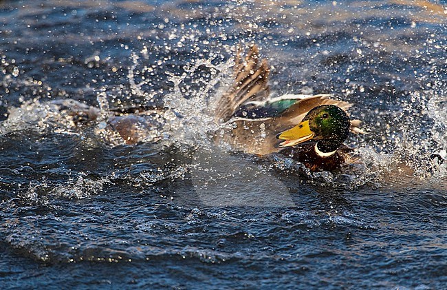 Two males Mallard (Anas platyrhynchos) fighting in an urban lake in  Katwijk, Netherlands. stock-image by Agami/Marc Guyt,