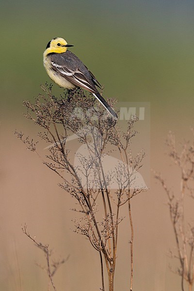 Citrine Wagtail - Zitronenstelze - Motacilla citreola ssp. citreola, Russia stock-image by Agami/Ralph Martin,