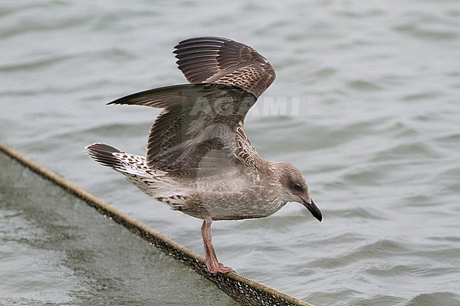 Juveniele Kleine Mantelmeeuw, Juvenile Lesser Black-backed Gull stock-image by Agami/Karel Mauer,